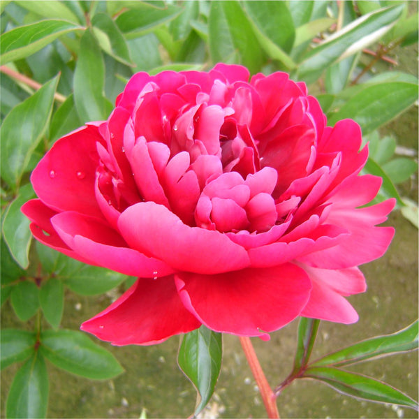Peony - Paul M. Wild
