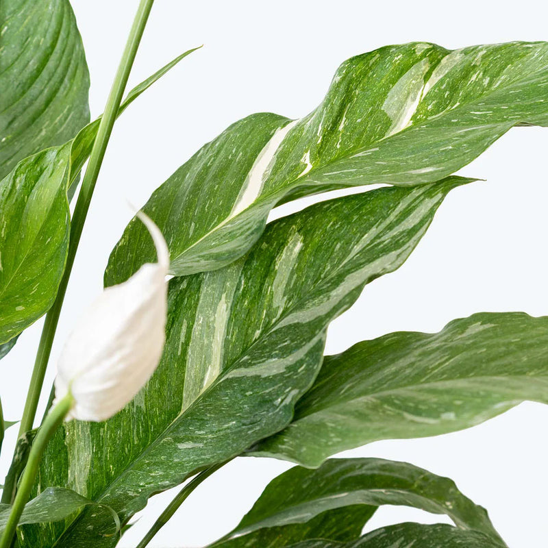 peace lily nz Spathiphyllum