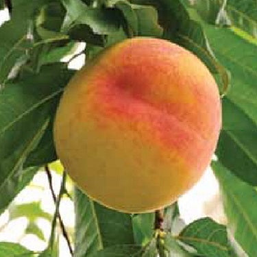 Peach 'Kotare Honey'