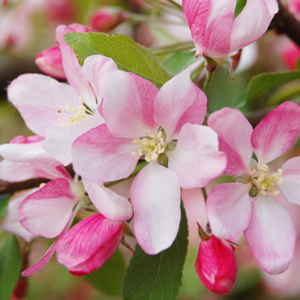 Malus ‘PEARLIE EMMA’
