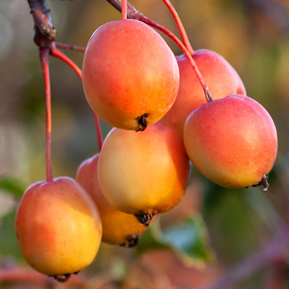Malus ‘PEARLIE EMMA’