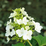 Hydrangea | Pee Wee