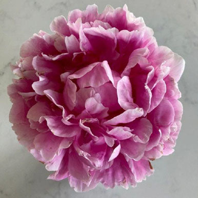 Peony VIVID ROSE