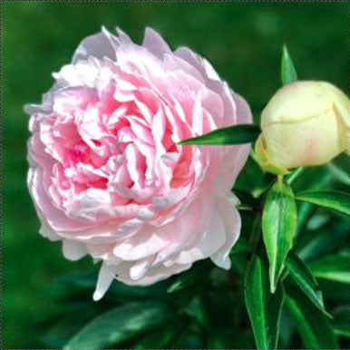 Peony BARONESS SCHROEDER