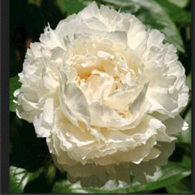 Peony BOWL OF CREAM