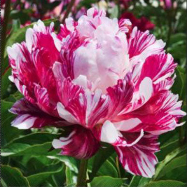 Peonies CANDY STRIPE