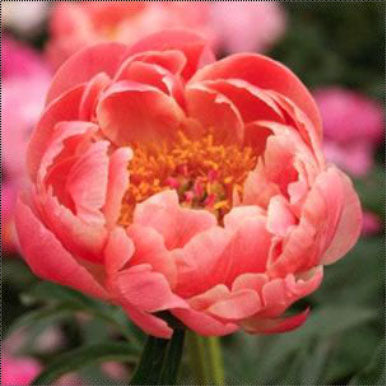 Peony CORAL CHARM