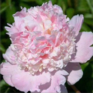 Peony FAIRY'S PETTICOAT