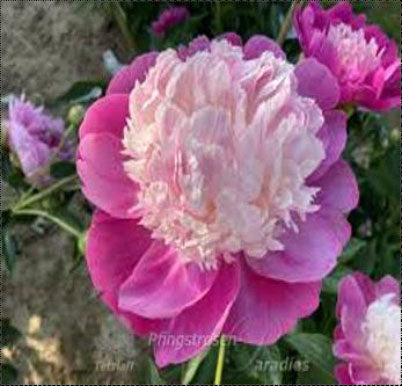 Peonies GAY PAREE
