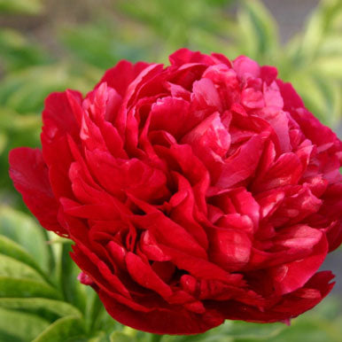 Peonies HENRY BOCKSTOCE