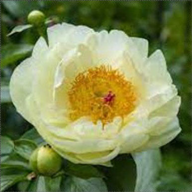 Peonies LEMON CHIFFON