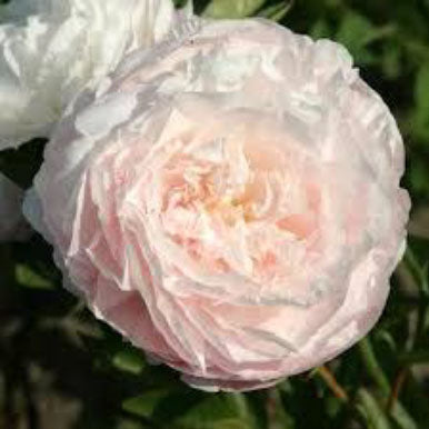 Peonies MOTHER'S CHOICE
