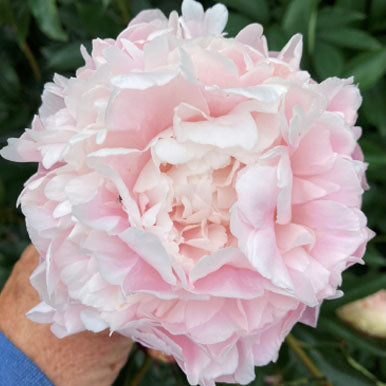Peony MRS FD ROOSEVELT