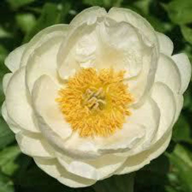 Peonies PRAIRIE MOON