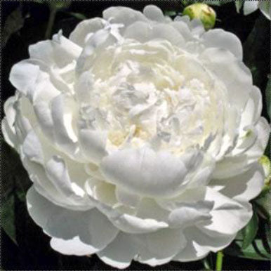 Peonies WHITE IVORY