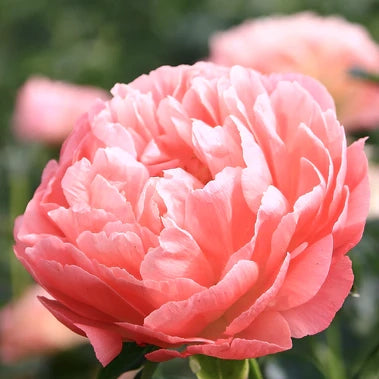 Peony - Coral Sunset