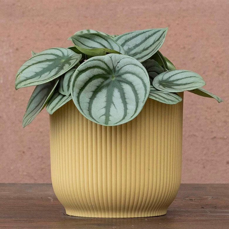 Peperomia Argyreia 'Watermelon'