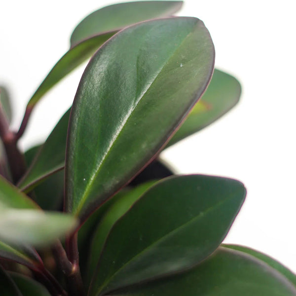 Peperomia 'Red Edge'