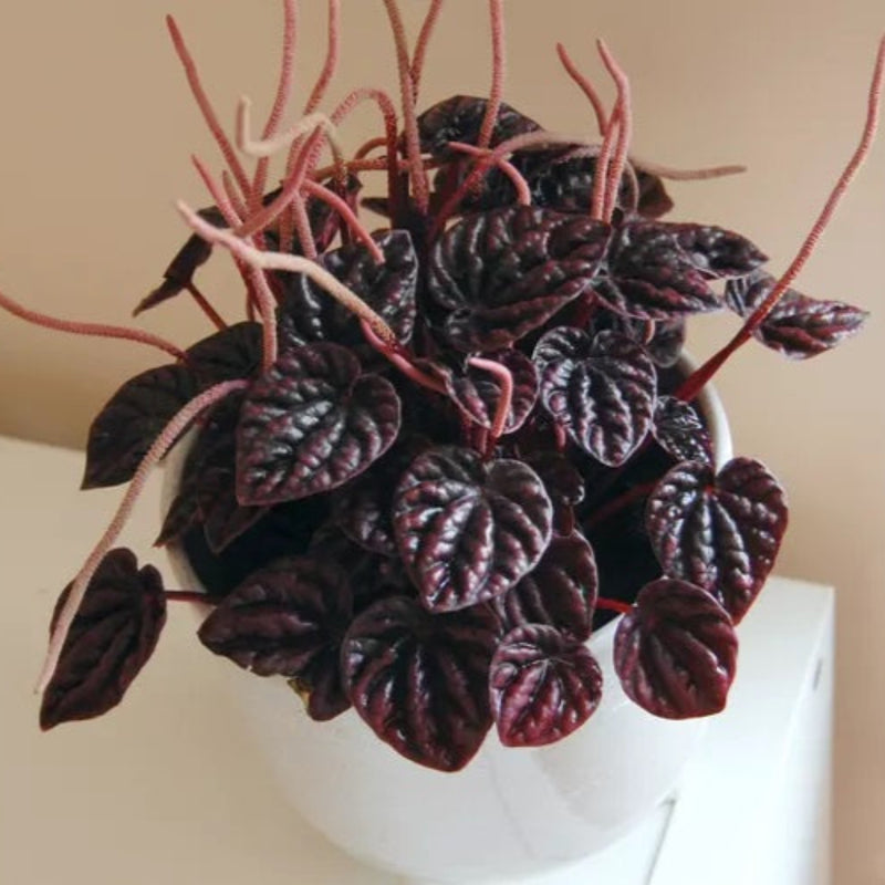 Peperomia caperata