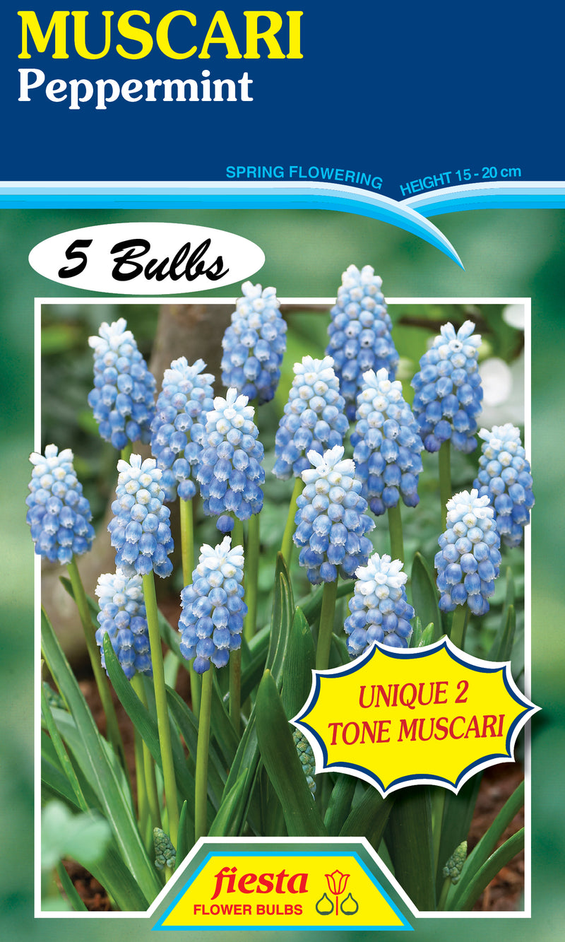 Muscari Peppermint