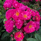 Patio Climbing Rose Perfumy Siluetta