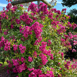 Patio Climbing Rose Perfumy Siluetta