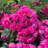 Patio Climbing Rose Perfumy Siluetta
