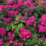 Patio Climbing Rose Perfumy Siluetta