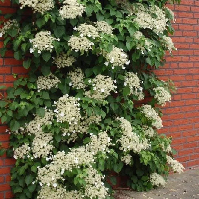 Hydrangea Petiolaris