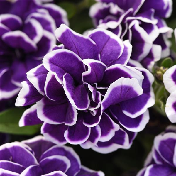 Petunia Frosted Sapphire