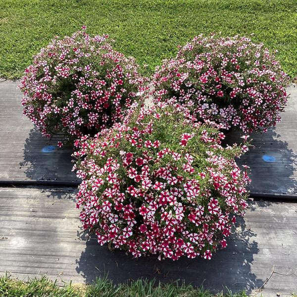 Petunia | Shortcake Raspberry