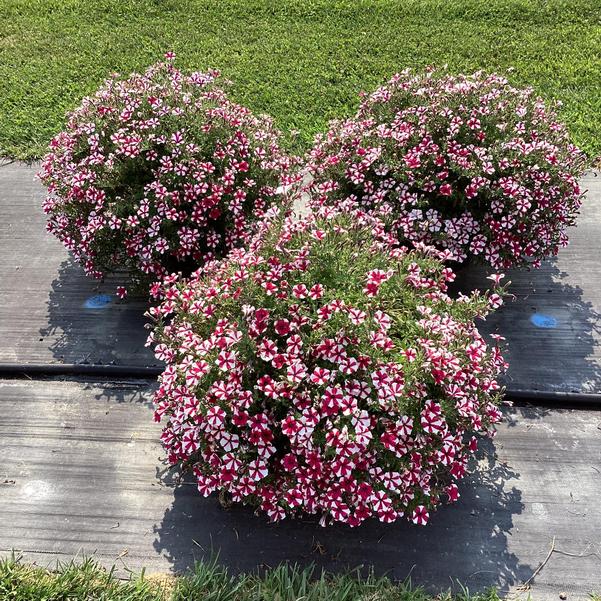 Petunia | Shortcake Raspberry