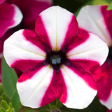 Petunia | Shortcake Raspberry