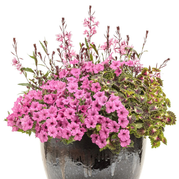 Supertunia Vista Hot Pink