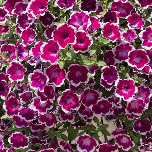Petunia Funhouse Painted Love