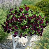 Petunias Lightning Sky