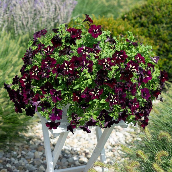 Petunias Lightning Sky