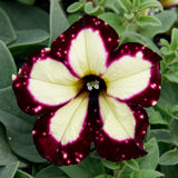 Petunias Lightning Sky