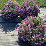 Petunia | Shortcake Blueberry