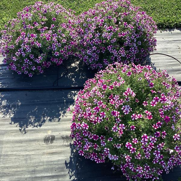 Petunia | Shortcake Blueberry