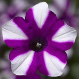Petunia | Shortcake Blueberry