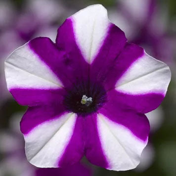 Petunia | Shortcake Blueberry