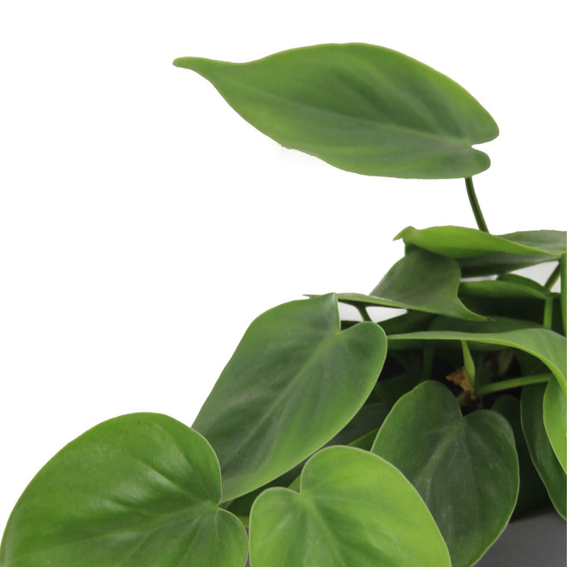 alligator philodendron Philodendron Golden Crocodile main image 1