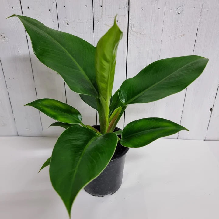 Philodendron Imperial Green