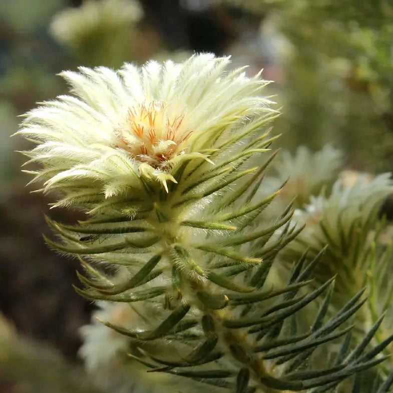 Phylica pubescens