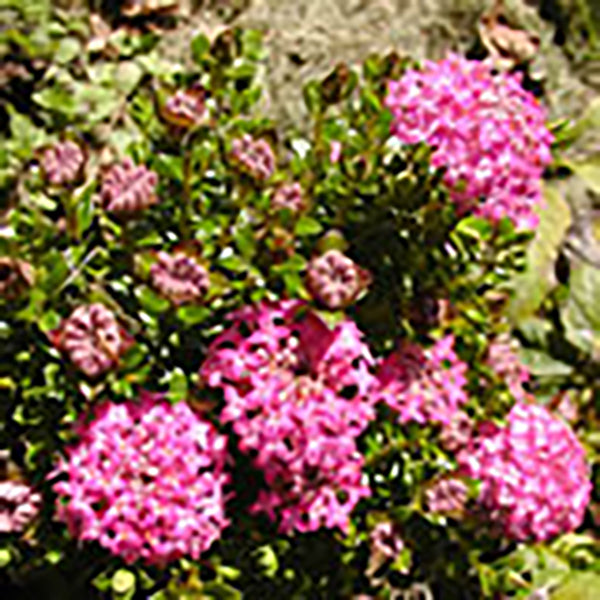 Pimelia rosea 'My Love'