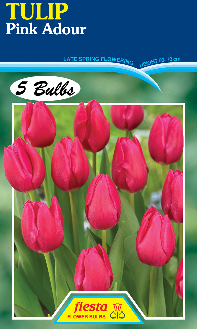 Tulip Pink Adour