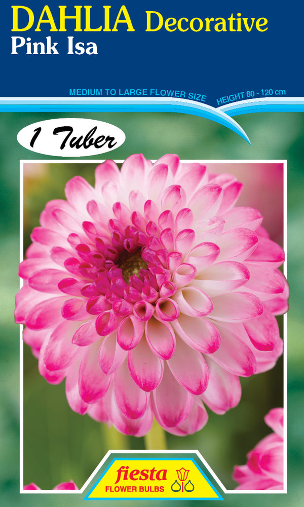 DAHLIA 'Pink Isa'
