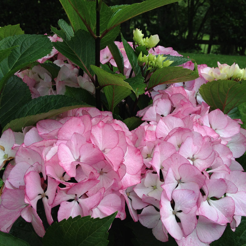 Hydrangea Pink Maiden