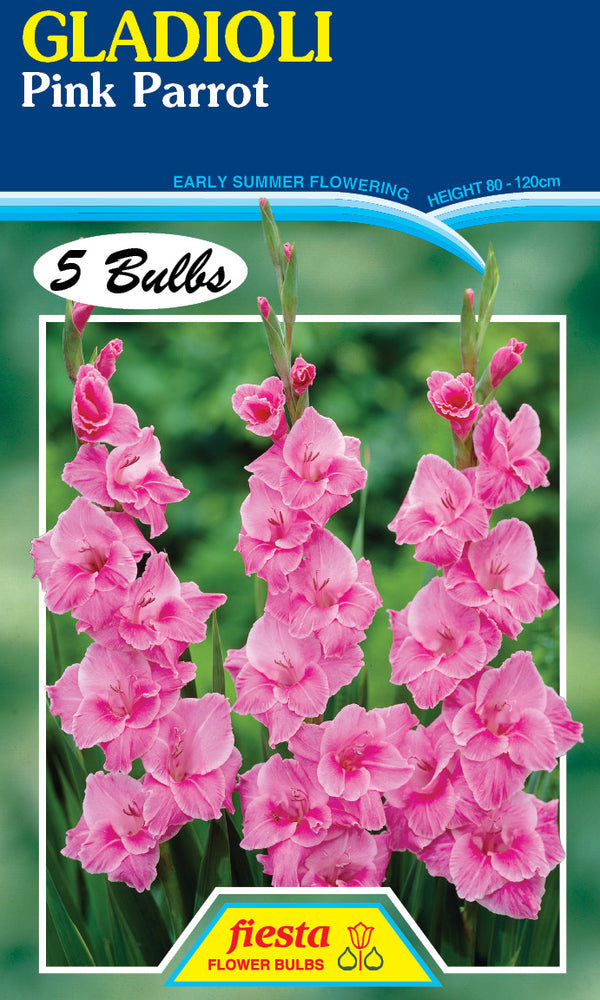 Gladioli 'Pink Parrot'
